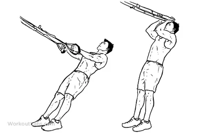 Biceps with TRX