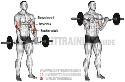 Biceps Curls With SZ-bar