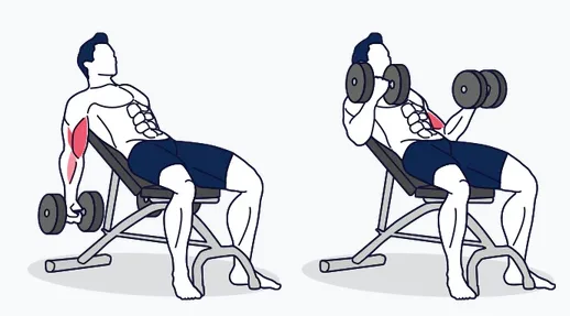 Seated W Curl