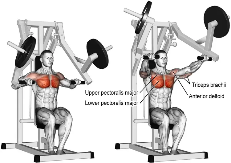 Chest Press