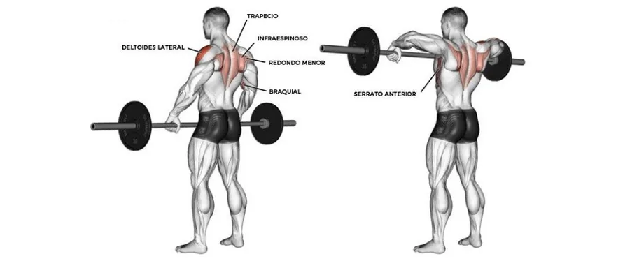 Upright Row, SZ-bar